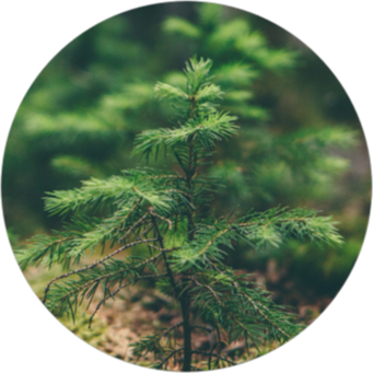 Trädplanta i skogen